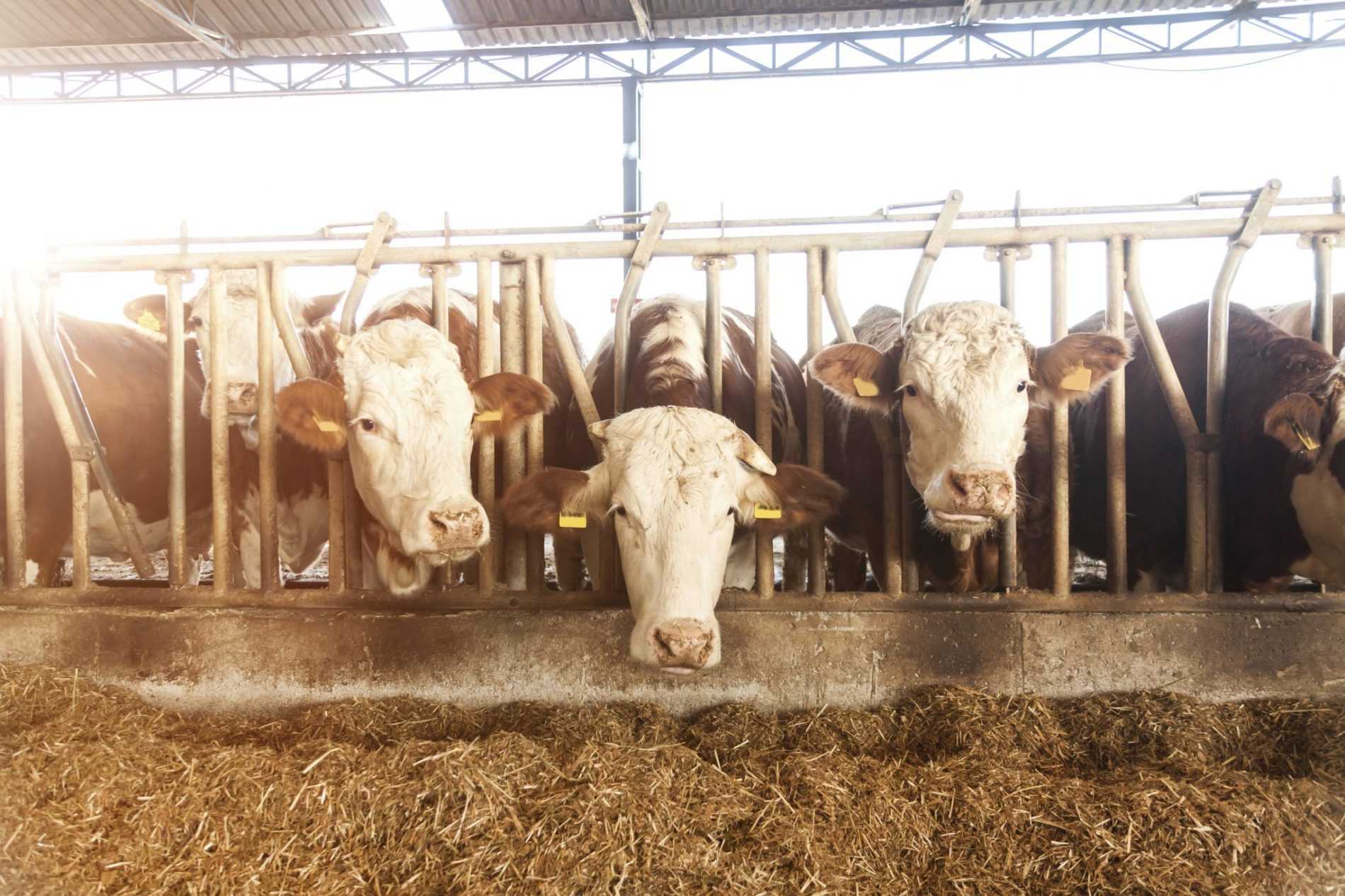 potential of the agricultural market